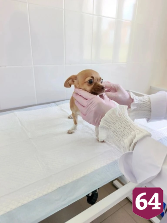 Саратовские ветеринары спасли чихуахуа после укуса клеща