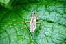 Саратовцу на Кумысной поляне позировали жук-усач и клоп-охотник